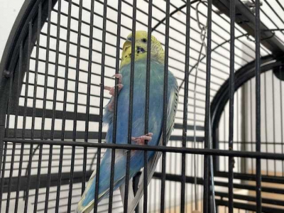 Fundvogel 2